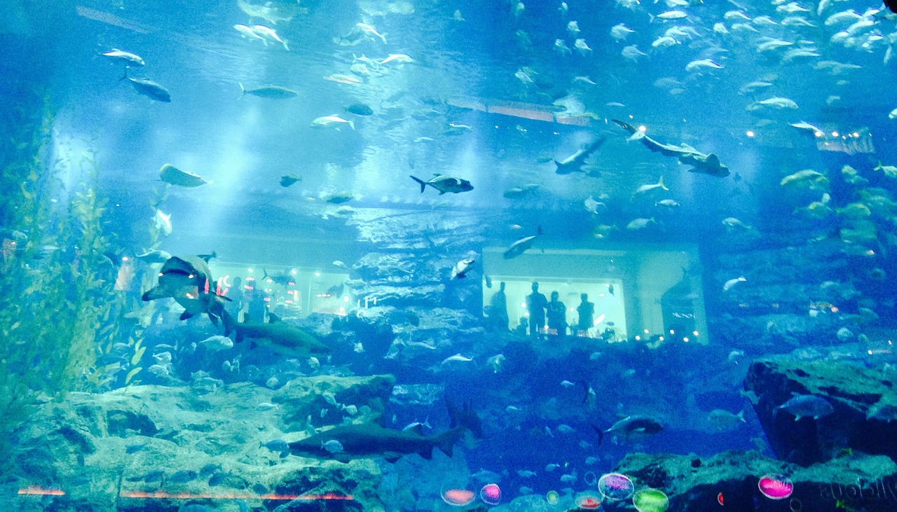 acuario dubai mall
