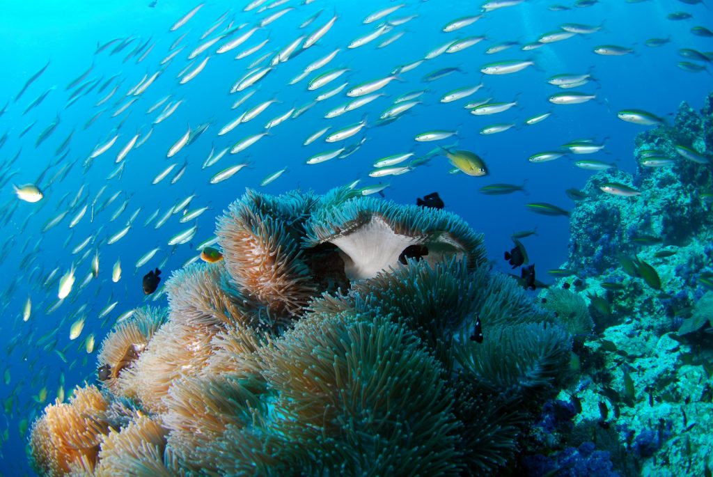 buceo en tailandia