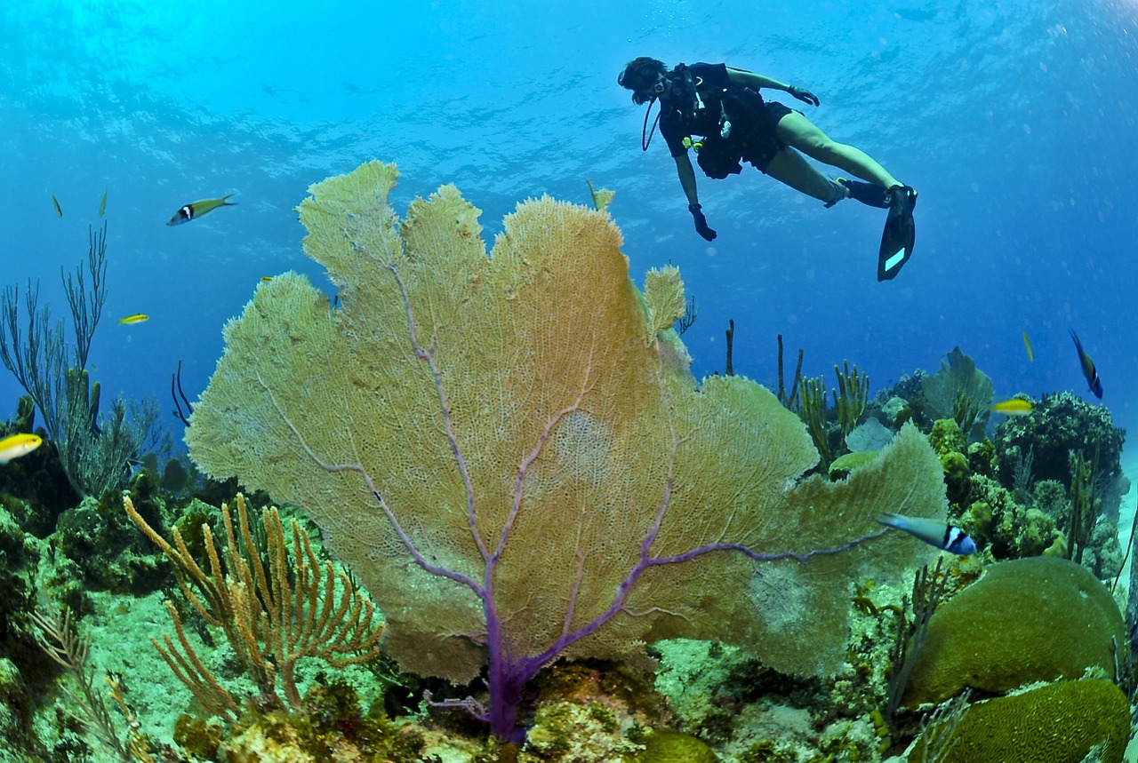 shark point tailandia