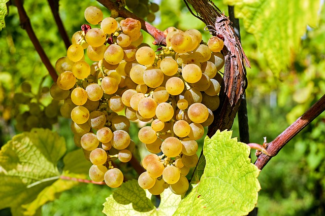 Sauvignon Blanc