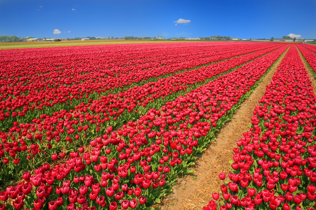 holanda